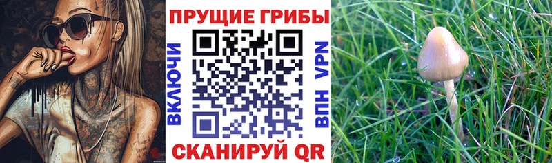 Псилоцибиновые грибы ЛСД  Троицк 